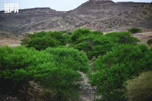 وادي حرس في نجران.. متنزه طبيعي يجمع الخضرة والجبال على بُعد 70 كيلومتراً وادي حرس في نجران.. متنزه طبيعي يجمع الخضرة والجبال على بُعد 70 كيلومتراً